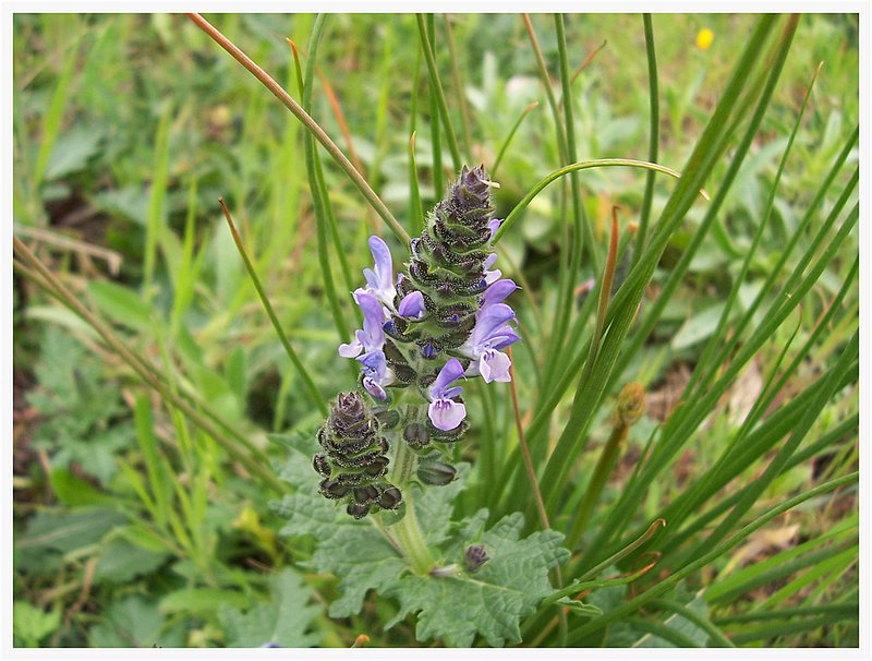 I prati sono in fiore. Salvia verbenaca, Lamium amplexicaule